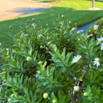 Results After Detaching My Lawn