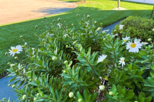Read more about the article Results After Detaching My Lawn